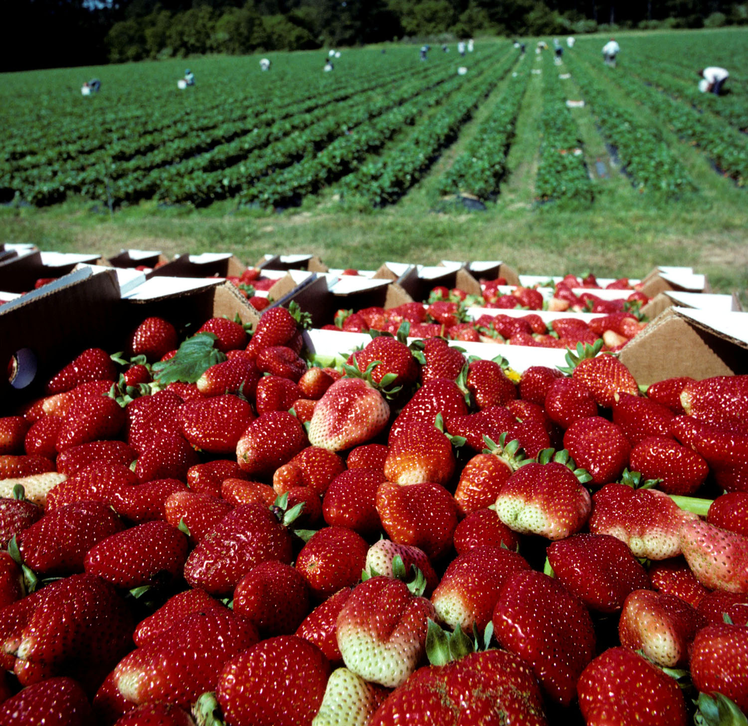 Cold snap will delay strawberries, increase cost